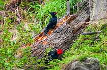 Magellanic woodpecker (Campephilus magellanicus), pair foraging on wind-felled beech tree, Beagle Channel, Patagonia, Argentina
