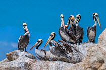Peruvian pelican (Pelecanus thagus), in full breeding colours, Algarrobo Islet, Valparaiso, Chile