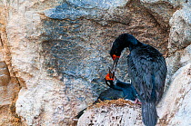Rock cormorant (Phalacrocorax magellanicus) nesting on cliff face, Beagle Channel, Patagonia, Argentina