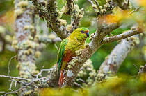 Austral parakeet (Enicognathus ferrugineus), in southern beech (Nothofagus) forest, Beagle Channel, Patagonia, Argentina