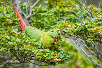 Austral parakeet (Enicognathus ferrugineus), feeding in southern beech (Nothofagus) forest canopy,, Beagle Channel, Patagonia, Argentina