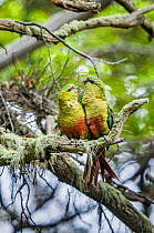 Austral parakeet (Enicognathus ferrugineus), courting pair in southern beech (Nothofagus) forest, Beagle Channel, Patagonia, Argentina