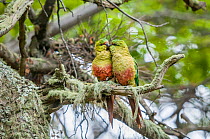 Austral parakeet (Enicognathus ferrugineus), courting pair in southern beech (Nothofagus) forest, Beagle Channel, Patagonia, Argentina