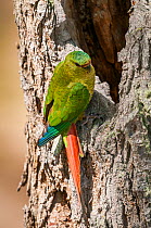Austral parakeet (Enicognathus ferrugineus), investigating potential nest cavity in southern beech (Nothofagus) forest, Beagle Channel, Patagonia, Argentina