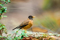 Austral thrush (Turdus falcklandii), in southern beech (Nothofagus) forest, Beagle Channel, Patagonia, Argentina