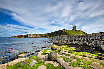 Dunstanburgh Castle on headland of the Whin Sill, eroded dolerite boulders in foreground. Northumberland, England, UK. July 2019.
