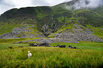 Sheep in grassland, Cwm Eigiau slate mine with abandoned barracks and spoil tips in background. Dolgarrog, Snowdonia National Park, Wales, UK. August 2019.