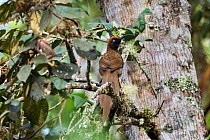 Brown sicklebill (Epimachus meyeri) female perched in tree. Western Highlands, Papua New Guinea.
