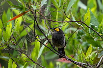 Common smoky honeyeater (Melipotes fumigatus) perched in tree, in rainforest. Western Highlands, Papua New Guinea.