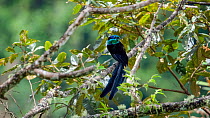 Stephanie's astrapia (Astrapia stephaniae) male perched in tree. Papua New Guinea.
