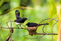 Willie wagtail (Rhipidura leucophrys) pair at nest, one incubating. Papua New Guinea.