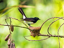 Willie wagtail (Rhipidura leucophrys) at nest. Papua New Guinea.