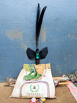 Bird-of-paradise (Astrapia sp), stuffed specimen for sale on market stall. Papua New Guinea. 2019.