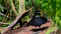 Lawes's parotia (Parotia lawesii) male displaying. Papua New Guinea.