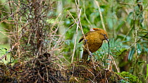 MacGregor's bowerbird (Amblyornis macgregoriae) male constructing bower at display site, material in beak. Papua New Guinea.