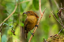MacGregor's bowerbird (Amblyornis macgregoriae) male perched on branch, material to decorate bower in beak. Papua New Guinea.
