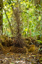 MacGregor's bowerbird (Amblyornis macgregoriae) male decorating bower at display site. Papua New Guinea.