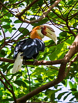 Papuan hornbill (Rhyticeros plicatus) male perched in tree. Papua New Guinea.