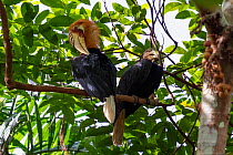 Papuan hornbill (Rhyticeros plicatus) pair perched in tree, male preening. Papua New Guinea.