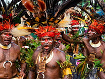Papuan men in traditional dress with painted faces and headdresses, participating in Sing-sing gathering where traditional cultures including dance and music are shared. Morobe Show, Lae, Papua New Gu...