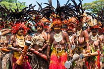 Papuan women participating in Sing-sing gathering to share traditional cultures including dance and music. Morobe Show, Lae, Morobe Province, Papua New Guinea. 2019.