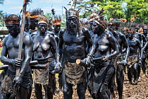 Papuan people covered in black body paint participating in Sing-sing gathering to share traditional culture including dance and music. Morobe Show, Lae, Morobe Province, Papua New Guinea. 2019.