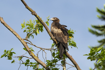 Wedge tailed eagle (Aquila audax) juvenile, perched on branch.  Papua New Guinea.