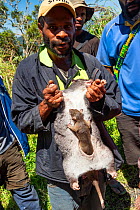 Man holding shot Cuscus (Phalangeridae), baby still alive in pouch. Eastern Highlands, Papua New Guinea. 2019.
