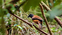 Lawes's parotia (Parotia lawesii) female perched on branch. Papua New Guinea.