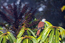 Great cuckoo-dove (Reinwardtoena reinwardtii) perched in Schefflera (Schefflera sp) tree. Eastern highlands, Papua New Guinea.