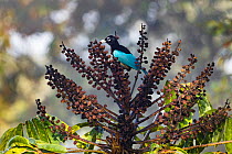 Blue bird-of-paradise (Paradisaea rudolphi) female perched in Schefflera (Schefflera sp) tree. Papua New Guinea.