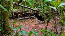 Lawes's parotia (Parotia lawesii) male at display ground in forest. Papua New Guinea.