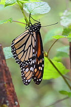 Monarch butterfly (Danaus plexippus) Sierra Chincua Sanctuary, Mexico.
