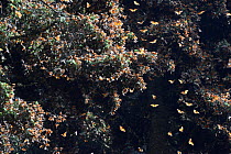 Monarch butterfly (Danaus plexippus) some flying and some resting in oyamel trees, El Rosario Sanctuary Reserve, Mexico.