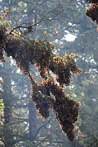 Monarch butterfly (Danaus plexippus) large groups of butterflies hanging from Oyamel branches, Sierra Chincua Sanctuary, Mexico.