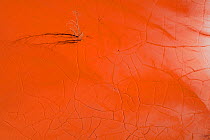 Abstract shapes and dry trees in red mud. Red mud / alumina storage facility . Alumina is a highly alkaline waste product from the aluminium industry.