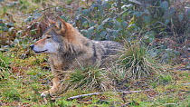 Grey wolf (Canis lupus) lying down to rest while staying alert as it looks around, Biotoppark Anholt, Germany, March. Captive.