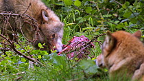 Grey wolf (Canis lupus) feeding on a carcass in front of another wolf before picking it up and moving it out of sight, Biotoppark Anholt, Germany, May. Captive.