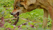 Grey Wolf (Canis lupus), snarling protectively over carcass, Biotoppark Anholt, Germany, May. Captive.