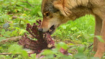 Grey wolf (Canis lupus) feeding on a carcass, picking it up with is teeth before holding it down with its paw in an attempt to break it apart, Biotoppark Anholt, Germany, May. Captive.
