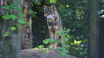 Grey wolf (Canis lupus) standing on a high vantage point observing its surroundings, Biotoppark Anholt, Germany, October. Captive.
