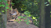 Grey wolf (Canis lupus) lying down before lifting its head to listen before looking around, Biotoppark Anholt, Germany, October. Captive.