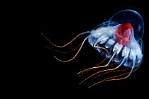 Deep sea jellyfish (Periphylla periphylla) juvenile, Trondheimsfjord, Norway, Atlantic ocean