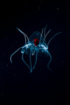 Deep sea jellyfish (Periphylla periphylla) juvenile, Trondheimsfjord, Norway, Atlantic ocean