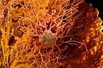 Basket stars (Gorgonocephalus caputmedusae) climbing Fan coral (Paramuricea placomus) to position themselves in water current, Trondheimsfjord, Norway.