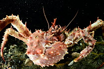 Northern stone crab (Lithodes maja), Trondheimsfjord, Norway, December.