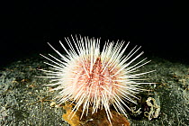 White sea urchin (Echinus acutus) Trondheimsfjord, Norway, December.
