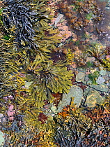 Seaweed including Bladder wrack (Fucus vesiculosus) egg wrack (Ascophyllum nodosum; serrated wrack (Fucus serratus) grows around the edge of a rockpool. Looe, Cornwall, England, United Kingdom. Englis...