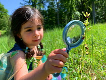 Young girl looks at a fly orchid (Ophrys insectifera) with a magnifying glass. Bedford Purlieus National Nature Reserve, Cambridgeshire, England, United Kingdom. Model Released