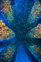 School of Pacific chub mackerel (Scomber japonicus) throng amongst the legs of an oil rig. Eureka Rig, Los Angeles, California, United States of America. North East Pacific Ocean.